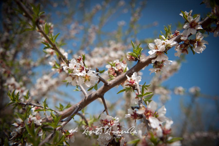 Preboda de Pilar y Santi en Campo de Almendros en Córdoba foto 374